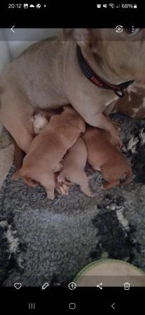 Image 8 of Pocket bulldogs forsale reduced