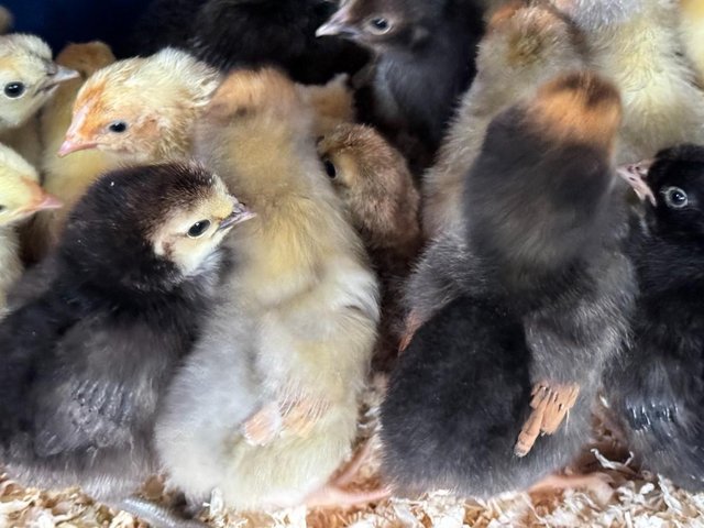 Preview of the first image of SALE Chicks, Chickens, Quail, Poultry.