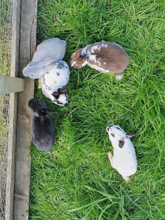 Image 7 of Mini rex rabbits available for loving homes