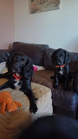 Image 10 of Sprocker Spaniel Puppies for sale