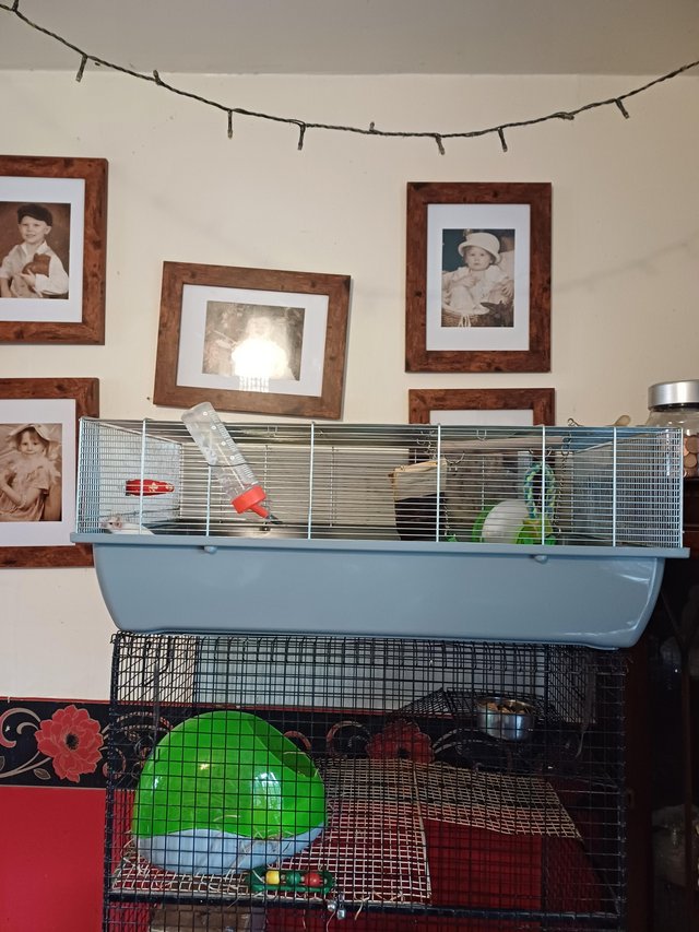Preview of the first image of two pet mice and cage for sale.