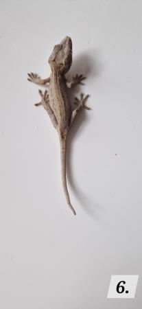Image 5 of Cb23 gargoyle geckos for sale unsexed