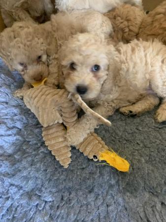 Image 2 of F2b cockapoo puppies ready to leave