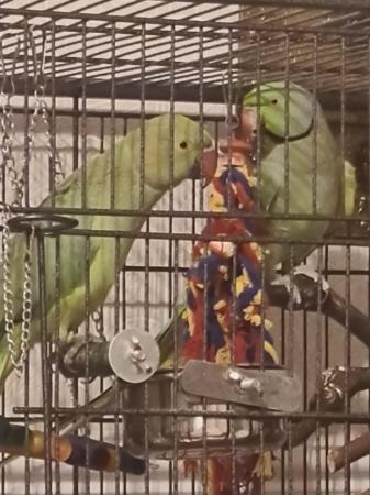 Image 5 of 2 x Indian Ringnecks parrots