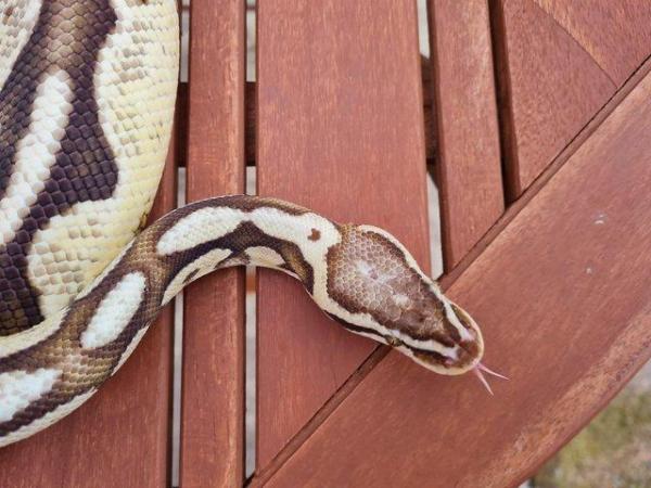 Image 3 of Firefly royal python male adult
