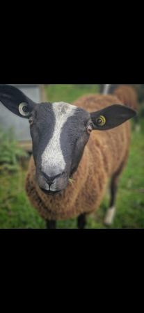 Image 2 of Very well bred Zwartble shearling ram