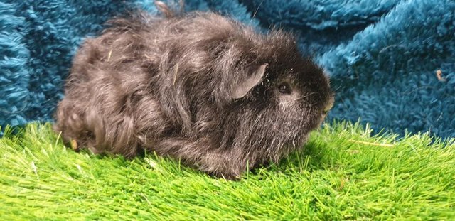 Image 7 of Selection of lovely Male (Boars) Guinea Pigs for Sale