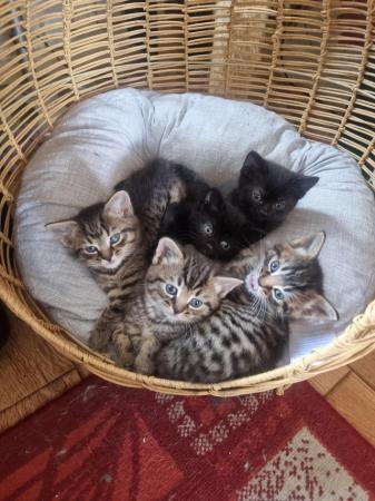Image 1 of Ready 25TH MAY Maine coon Cross kittens