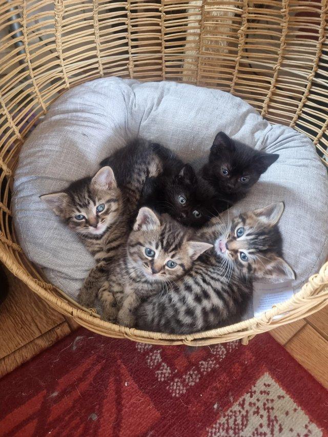 Preview of the first image of Ready 25TH MAY Maine coon Cross kittens.