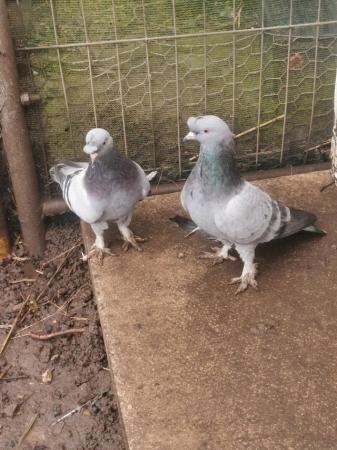 Image 5 of Turkish Takla pigeon Ready to go New Home