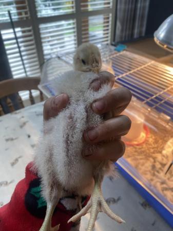Image 5 of 2 week old buff Orpington chickens