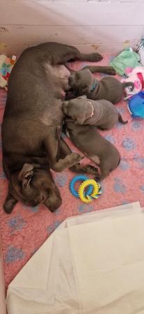 Image 4 of Pedigree blue Staffordshire bull terrier puppies