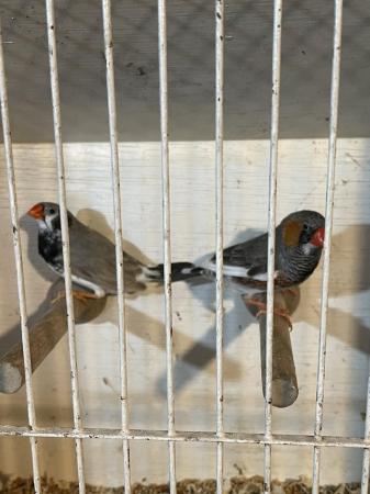 Image 3 of *********Zebra finches *********