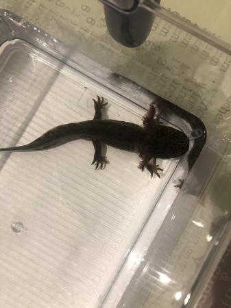 Image 5 of Axolotls looking for their forever home