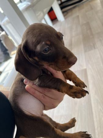Image 2 of Dashund puppy’s for sale