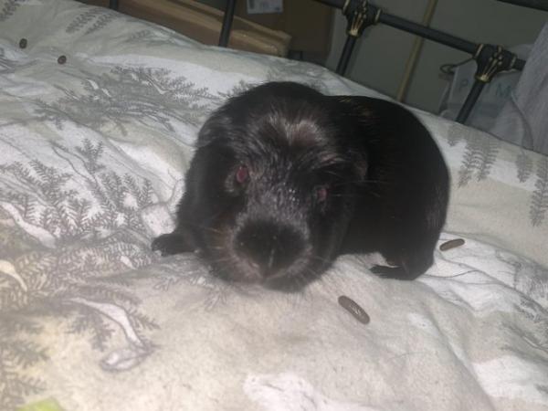 Image 4 of 1year olds male Guinea pigs