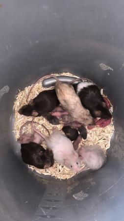 Image 4 of Three mouse colonies one large group of girls and asf rats