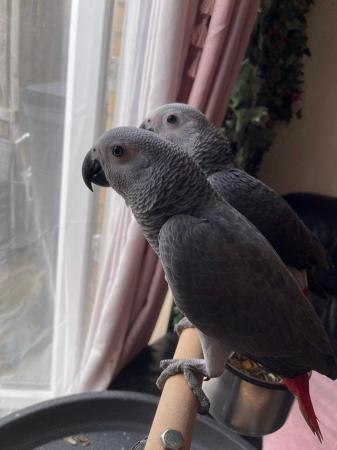 Image 3 of Baby African Greys Silly Tame READY NOW LAST ONE