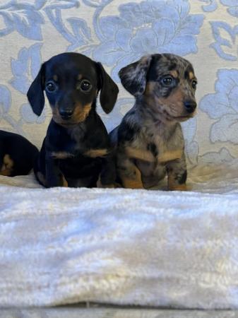 Stunning Miniature Dachshund Puppies for sale in Pontypool/Pont-y-pwl, Torfaen