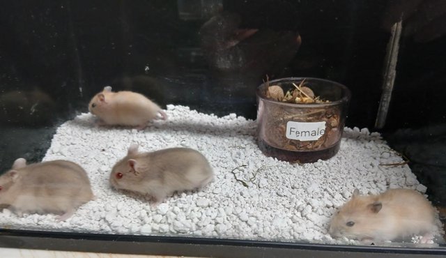 Image 13 of Baby Campbell's Hamsters