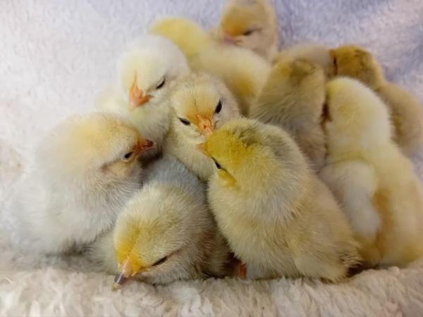 Image 9 of Porcelain Sablepoot Bantam Chicks ~ hatched 17.4.24
