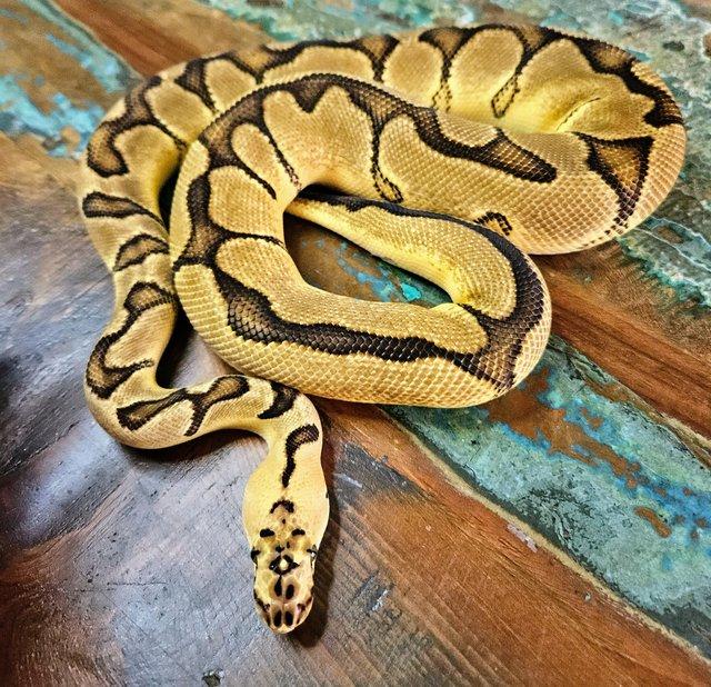 Preview of the first image of Enchi Firefly Clown 1.0 Male Ball Python.