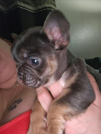 Image 5 of French bulldog 7 weeks Ready from 8 weeks