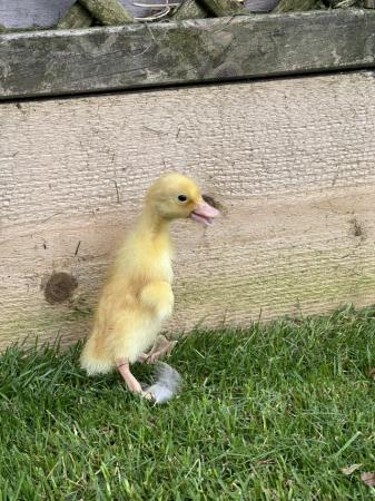 Image 4 of Day old Indian runner ducklings. Mixed colours