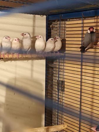 Image 3 of Java sparrows for sale. Whites £20. Normal £15