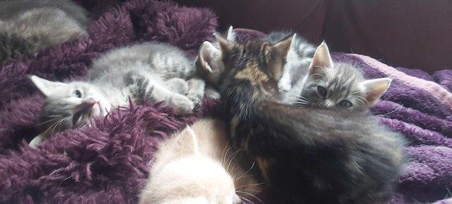 Image 34 of SILVER TIPPED TABBY KITTENS