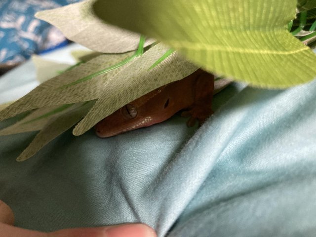 Preview of the first image of 2years old crested gecko.