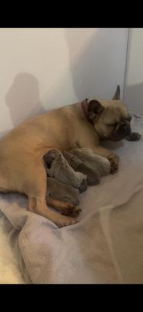 Image 2 of 8 weeks old full pedigree frenchies