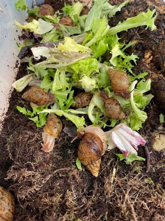 Image 5 of Giant African Land Snails At Urban Exotics