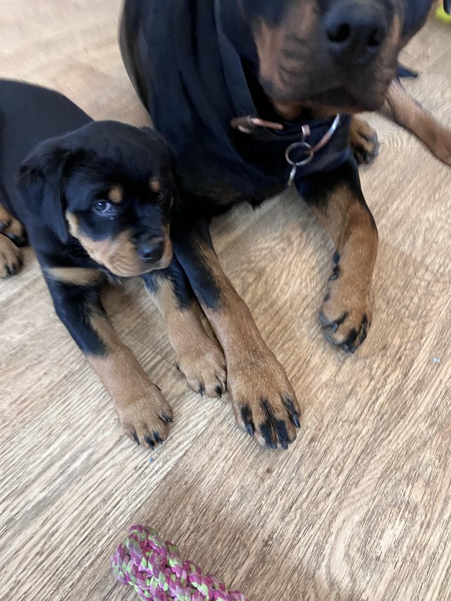 Preview of the first image of KC registered Rottweiler.
