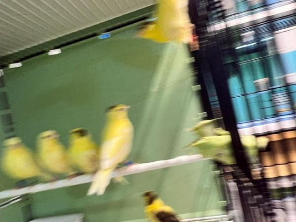 Image 2 of Canaries for sale . Heathy birds