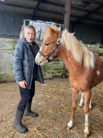 Image 19 of Pair of Cute Dartmoor Hill Ponies Future Kids Lead Reins.