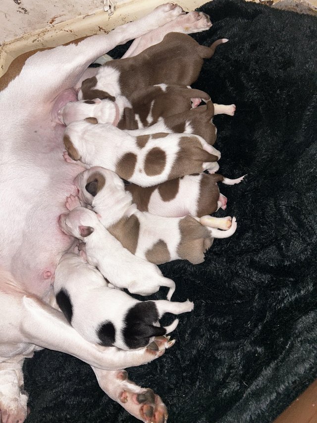 Preview of the first image of Staffy x puppies for sale.