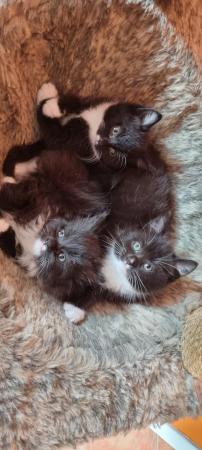 Image 4 of Beautiful fluffy kittens
