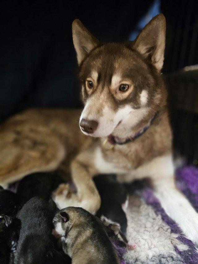 Preview of the first image of 7 week old Husky x Malamute puppies available 19/3/24.