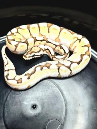 Image 6 of Ball pythons available for sale..