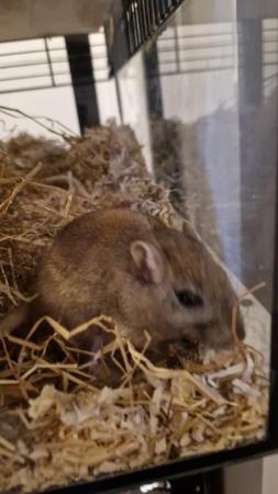 Image 2 of Female gerbils x2 with enclosure and extras