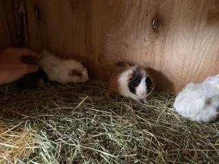 Image 5 of £15 EACH TWO £20 MALE GUINEA PIGS FOR SALE