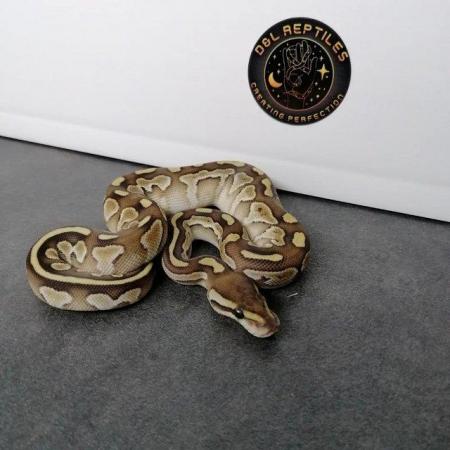 Image 2 of Snakes for sale! Ball pythons and cornsnakes