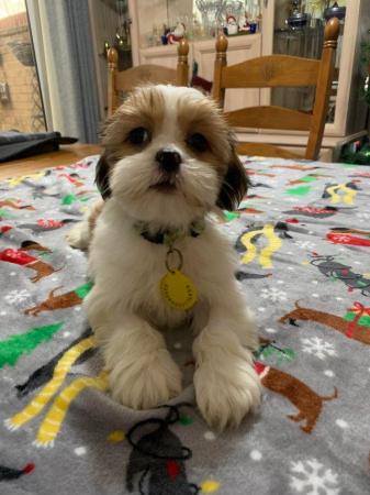 Image 6 of Lhasa Apso puppies For Sale Looking For Loving Homes