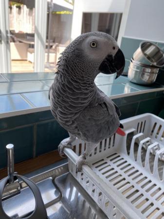 Image 1 of 4 years old big and healthy African Grey boy