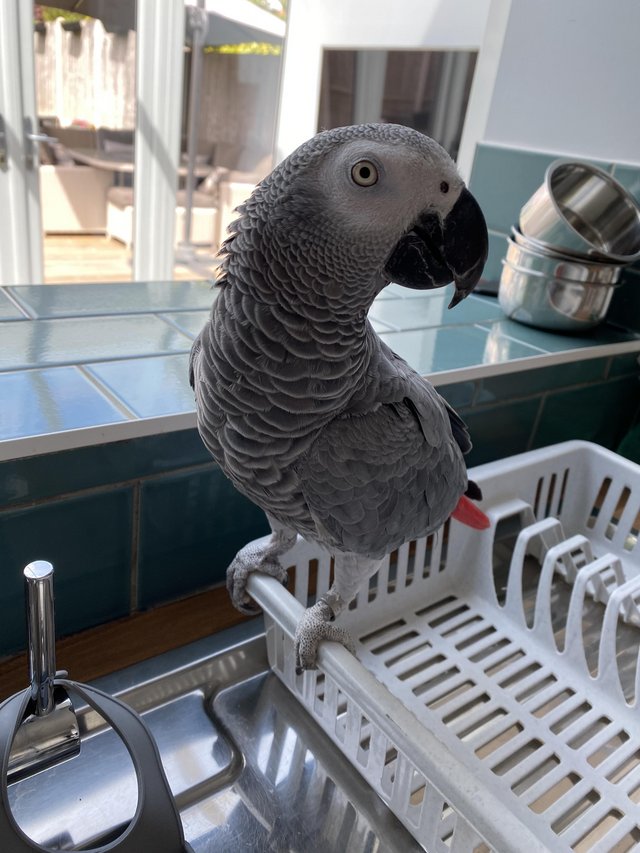 Preview of the first image of 4 years old big and healthy African Grey boy.