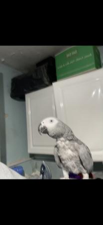 Image 2 of African Grey Parrot brilliant talker inc cage