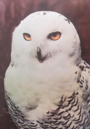 Image 3 of Unused vintage 1972 Postercard 31 Owl, Portal Publs,envelope