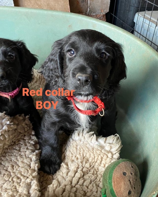 Preview of the first image of *1 LEFT* Beautiful sprocker puppies from working parents.
