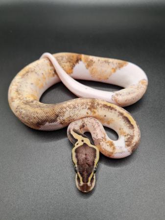 Image 3 of 2023 Royal Python Hatchlings For Sale